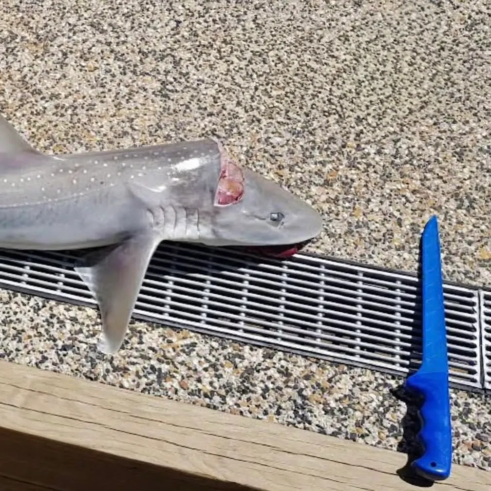 The most recent Gummy shark catches on Fishbrain