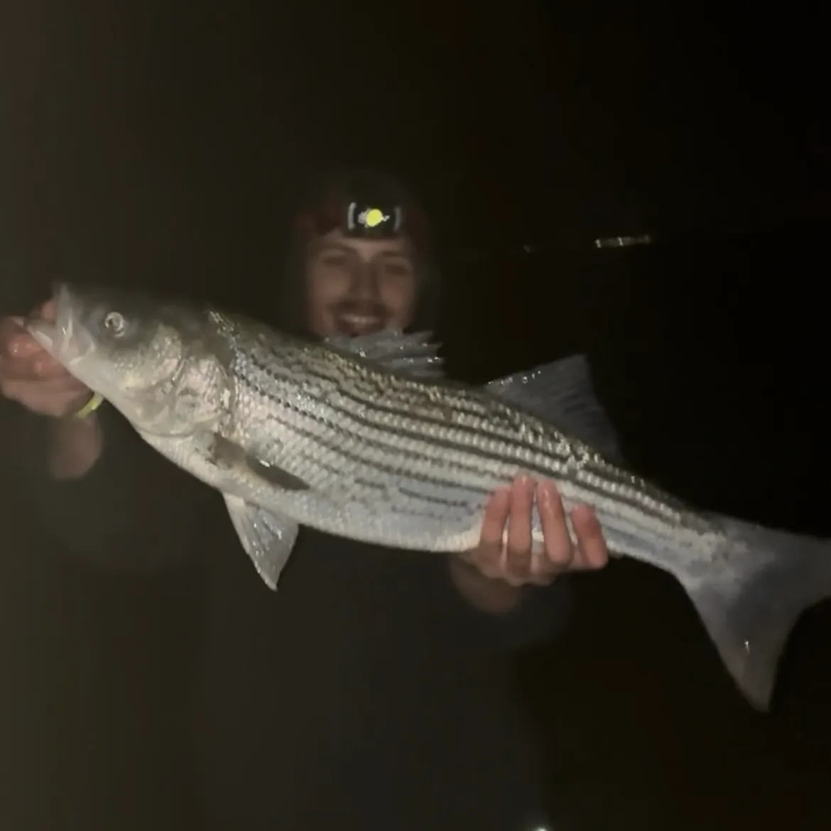 Striped bass caught on Fishbrain
