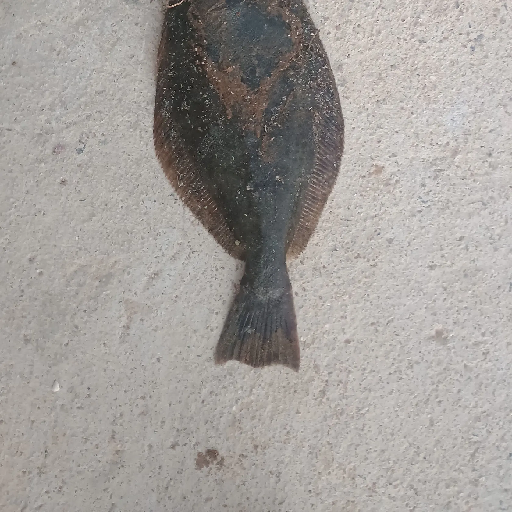 Pacific halibut caught on Fishbrain