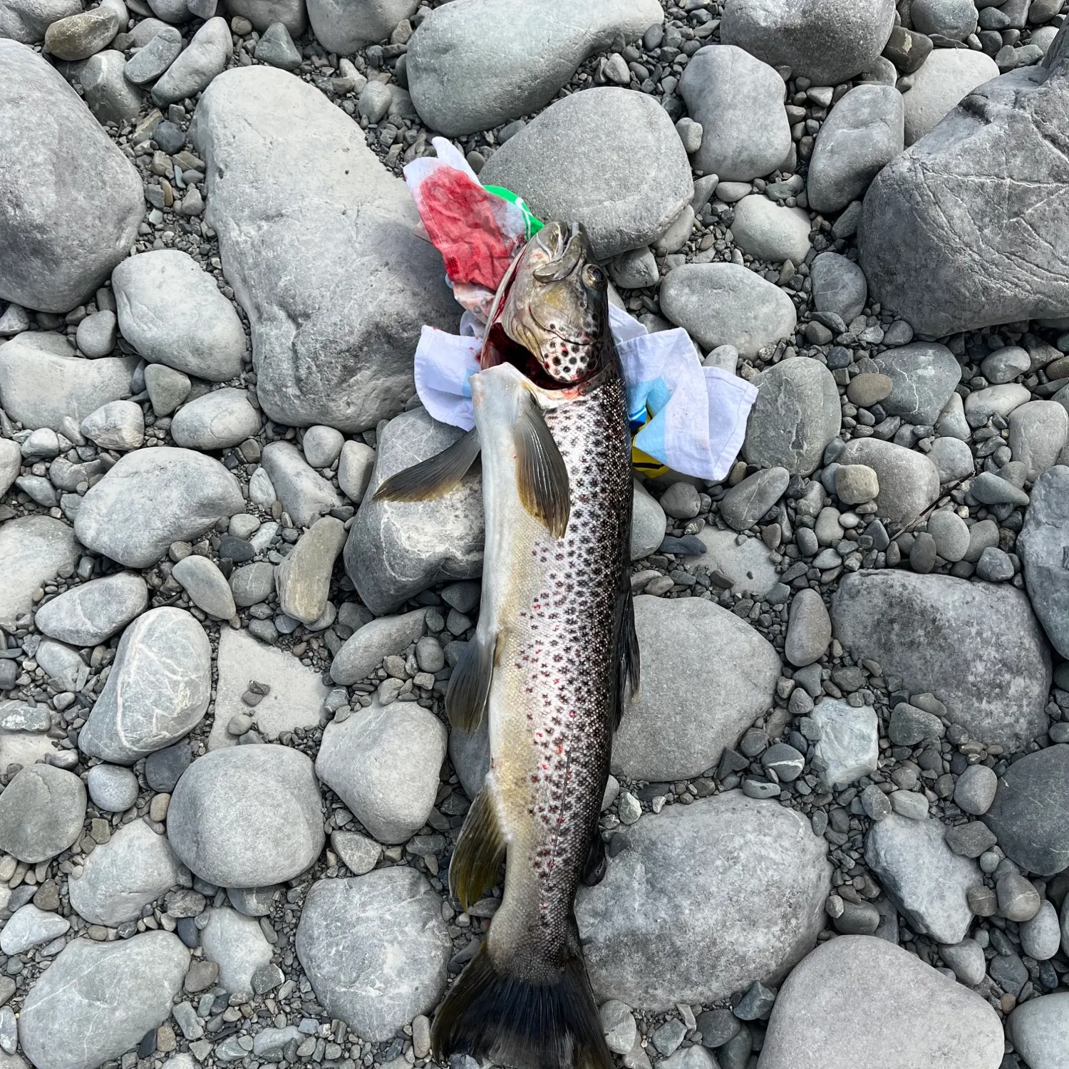 Brown trout caught on Fishbrain