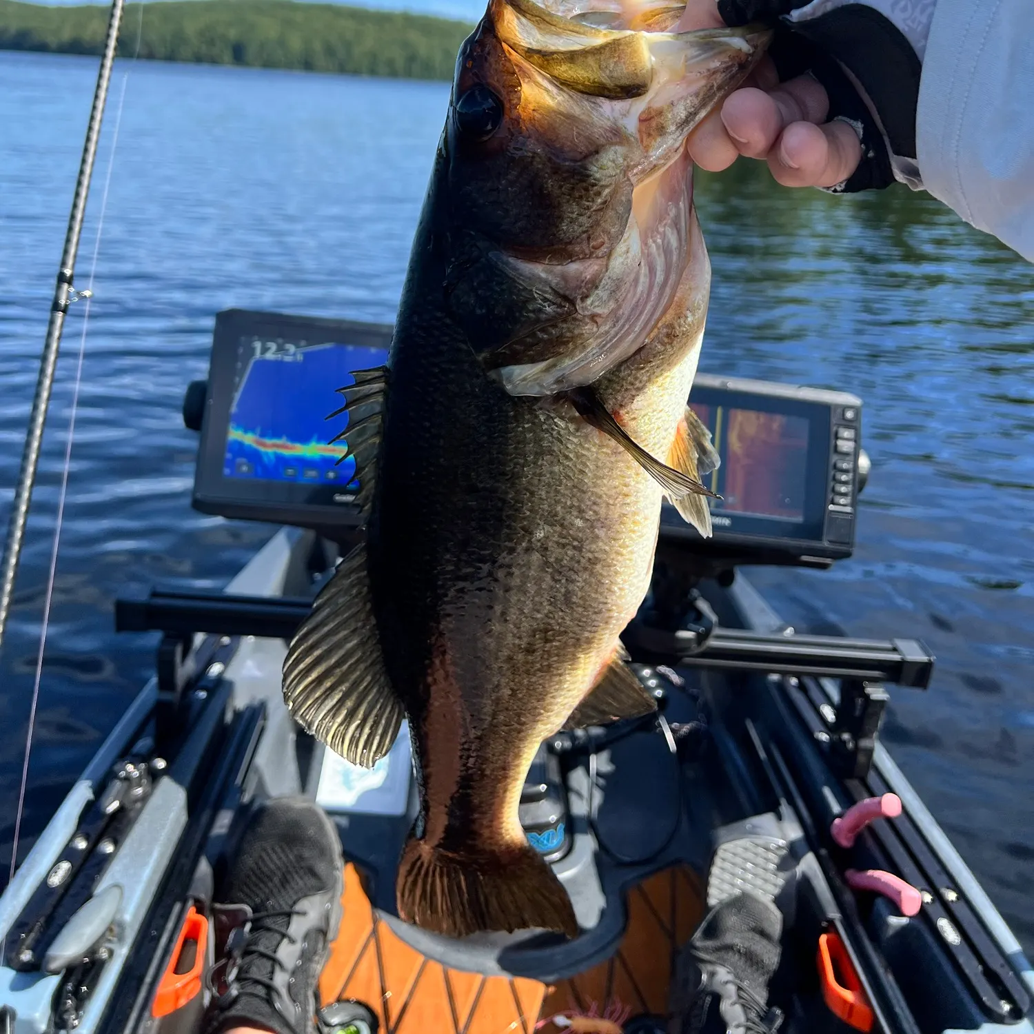 Largemouth bass caught on Fishbrain