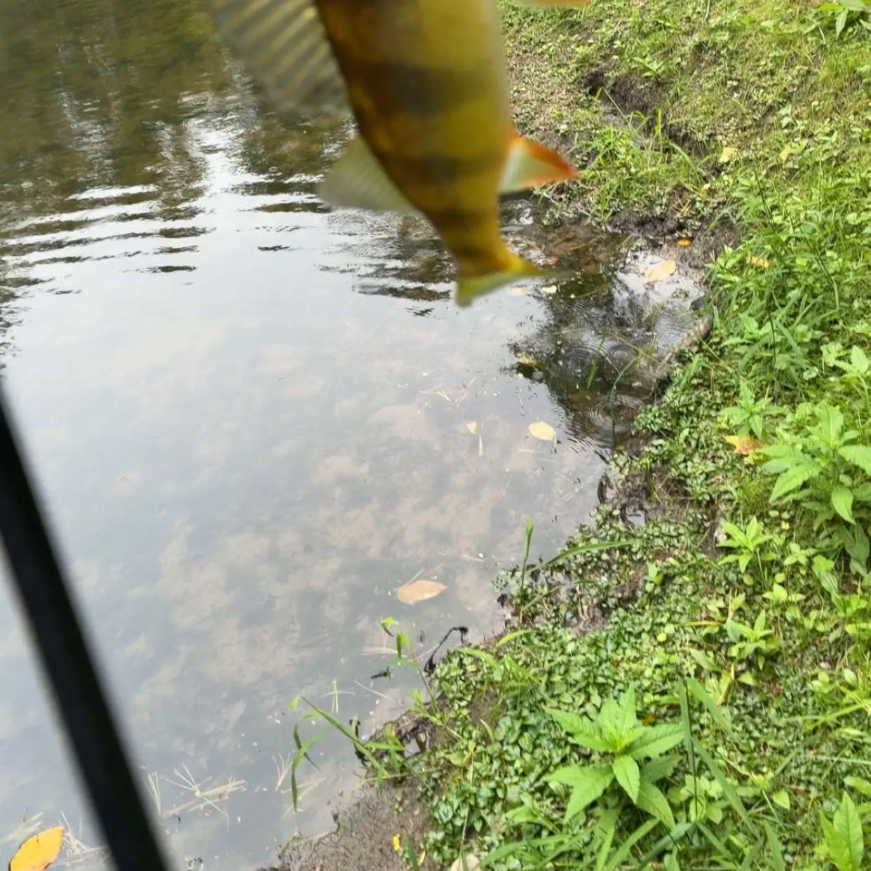 Yellow perch caught on Fishbrain