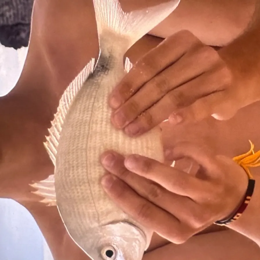 Saucereye porgy caught on Fishbrain