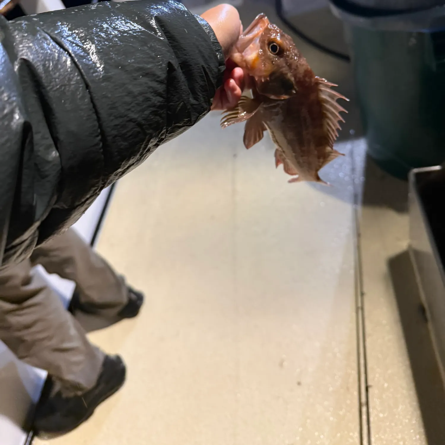 The most recent Brown rockfish catches on Fishbrain