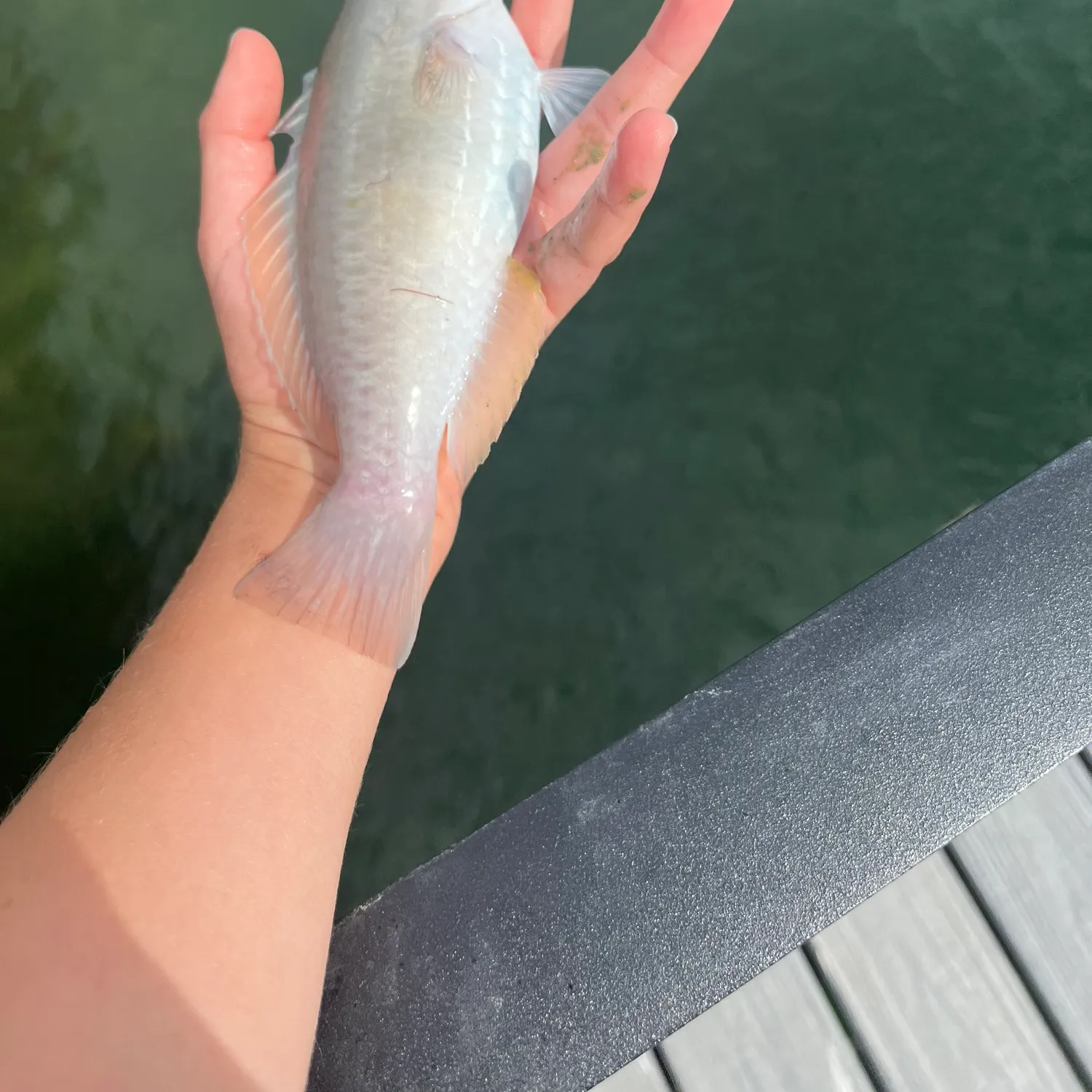 The most recent Princess parrotfish catches on Fishbrain