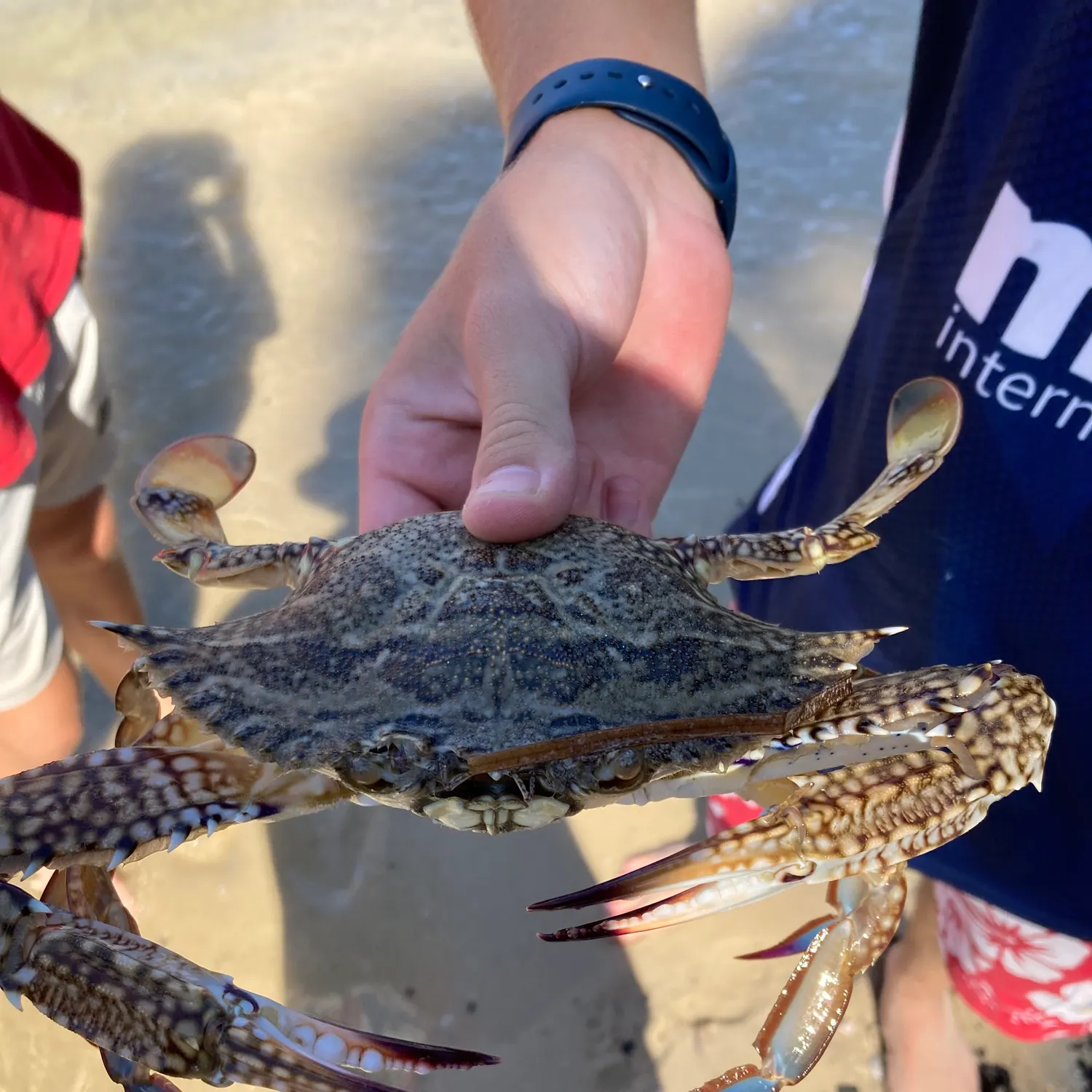 The most recent Blue swimmer crab catches on Fishbrain