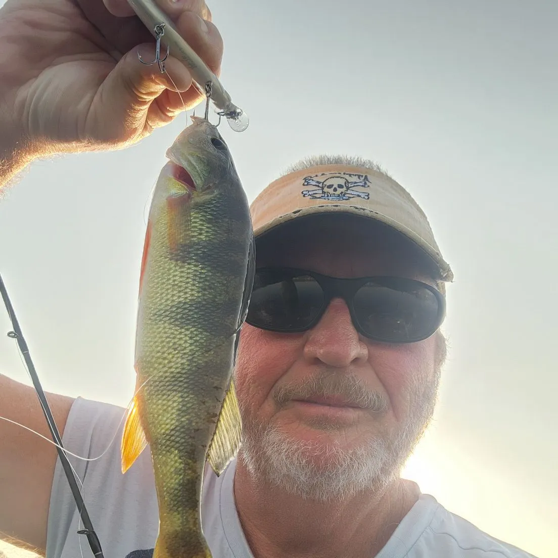 Yellow perch caught on Fishbrain