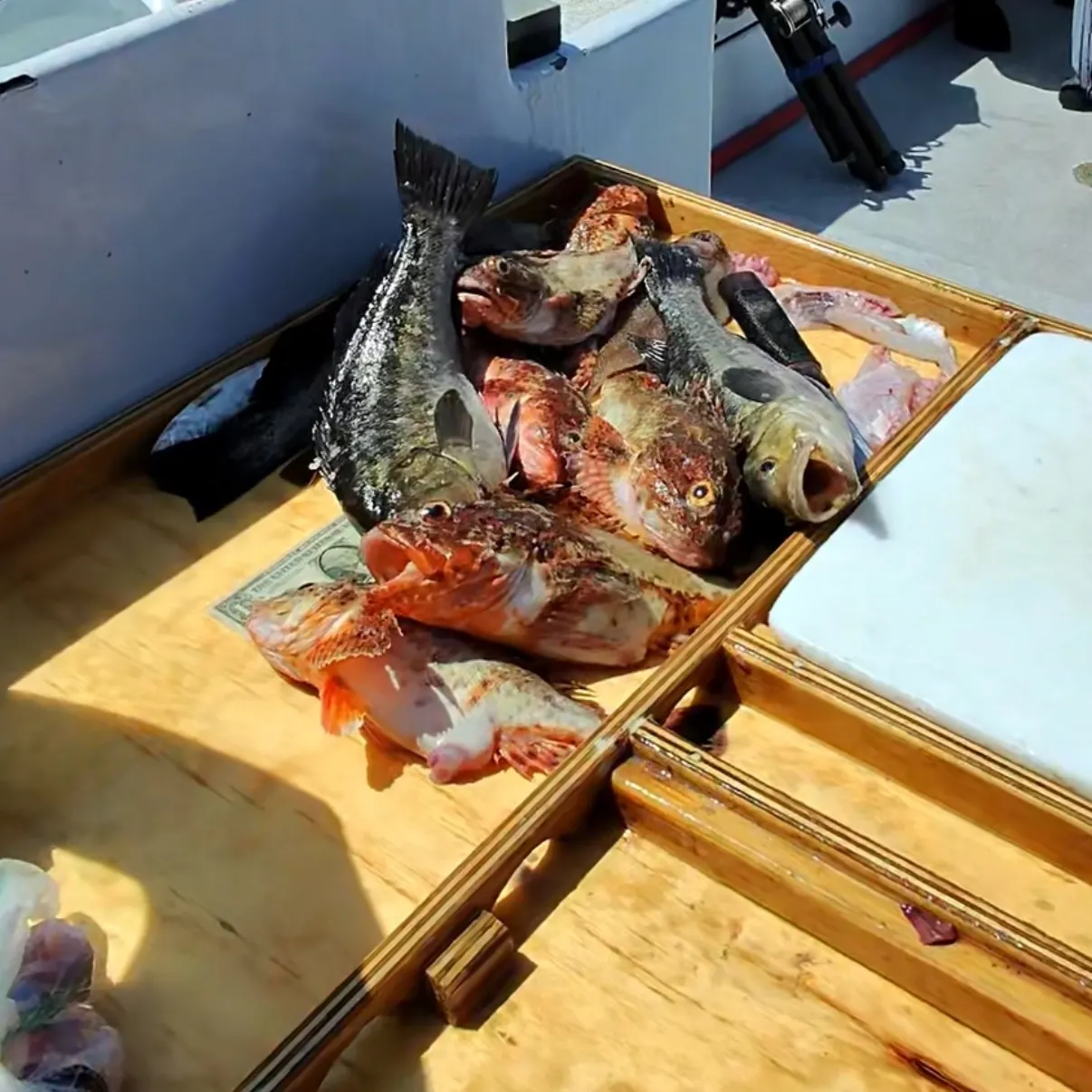 recently logged catches