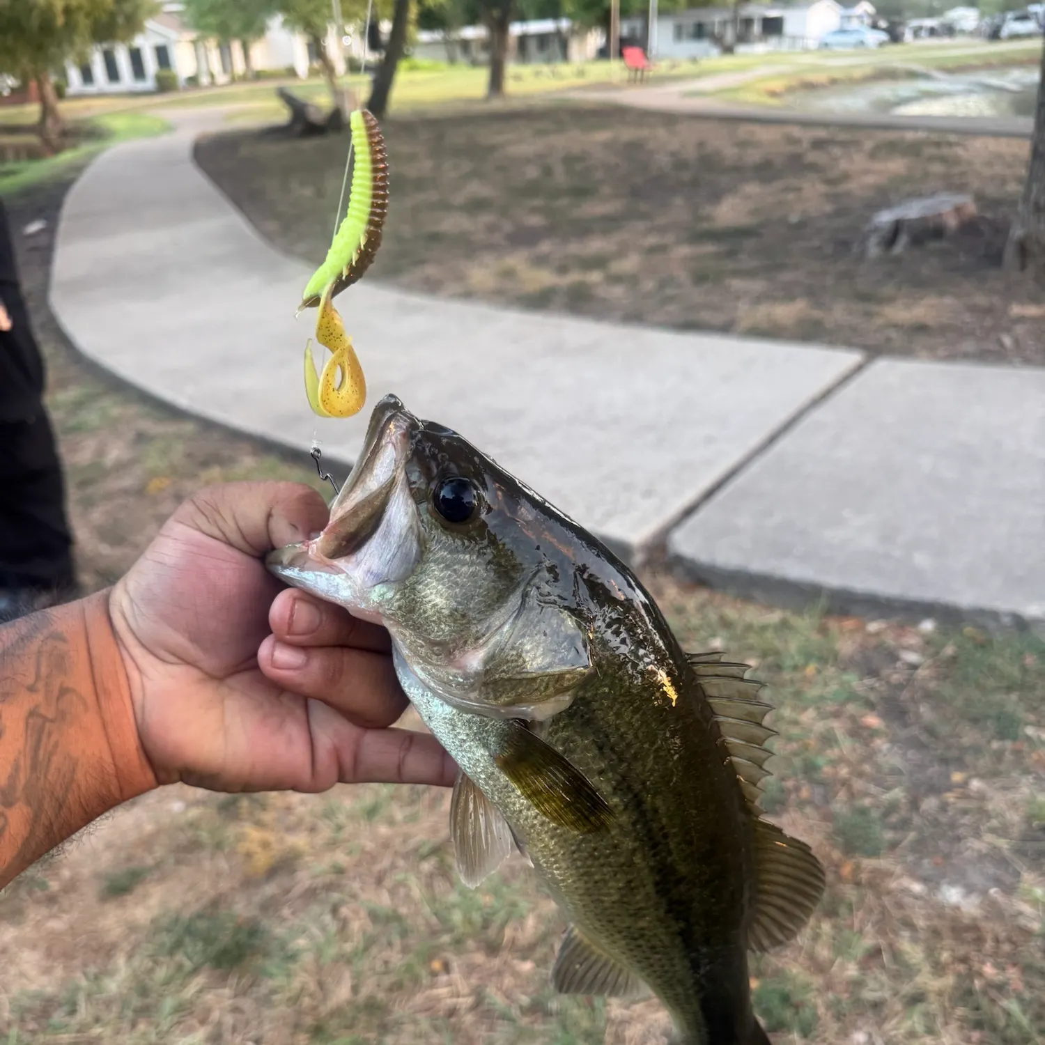 Largemouth bass caught on Fishbrain