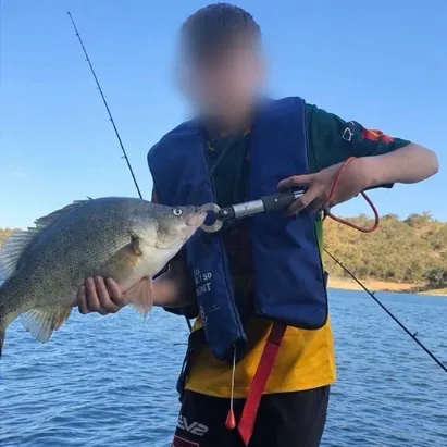 Golden perch caught on Fishbrain