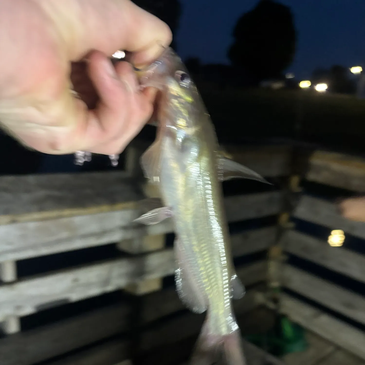 Channel catfish caught on Fishbrain