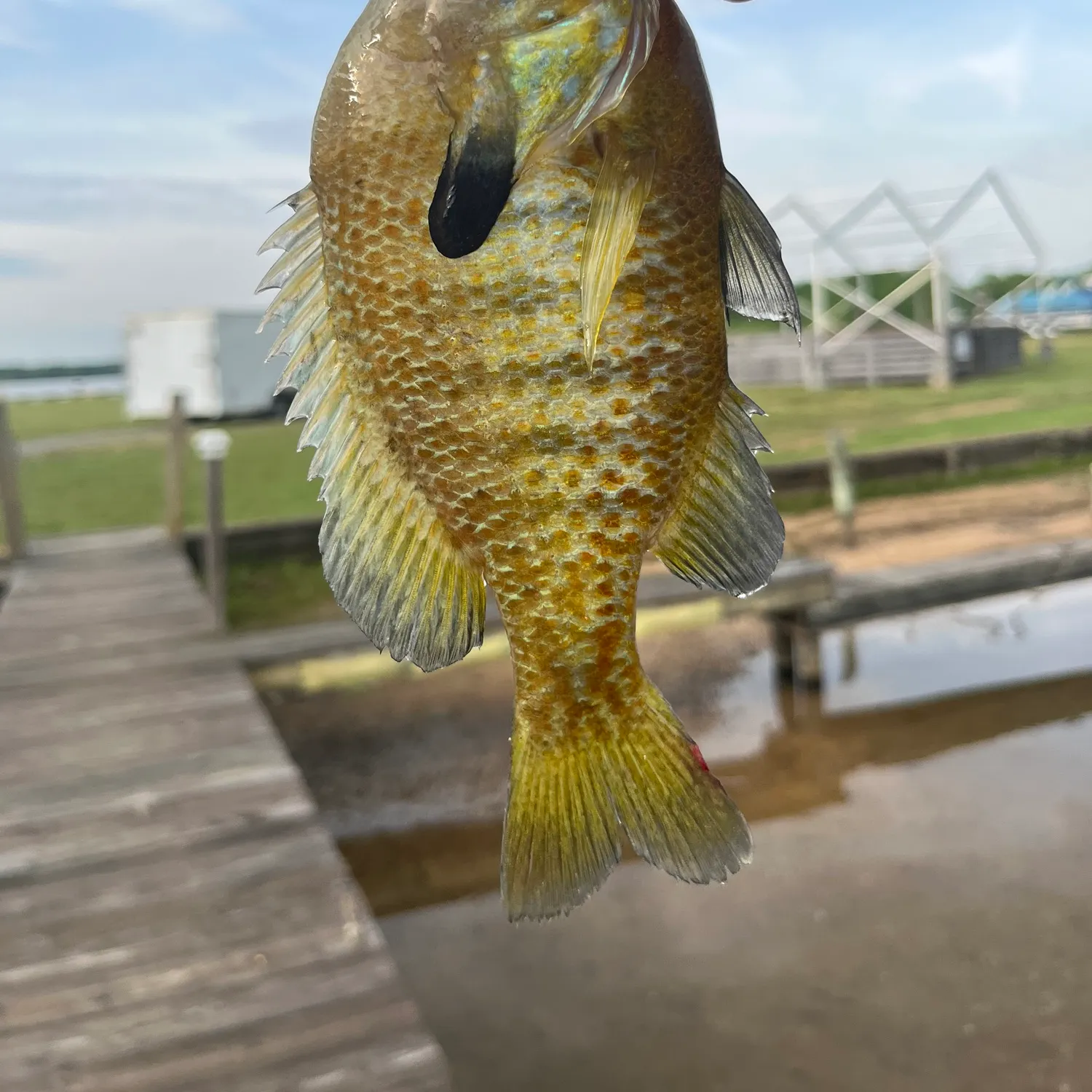The most recent Redbreast sunfish x bluegill catches on Fishbrain