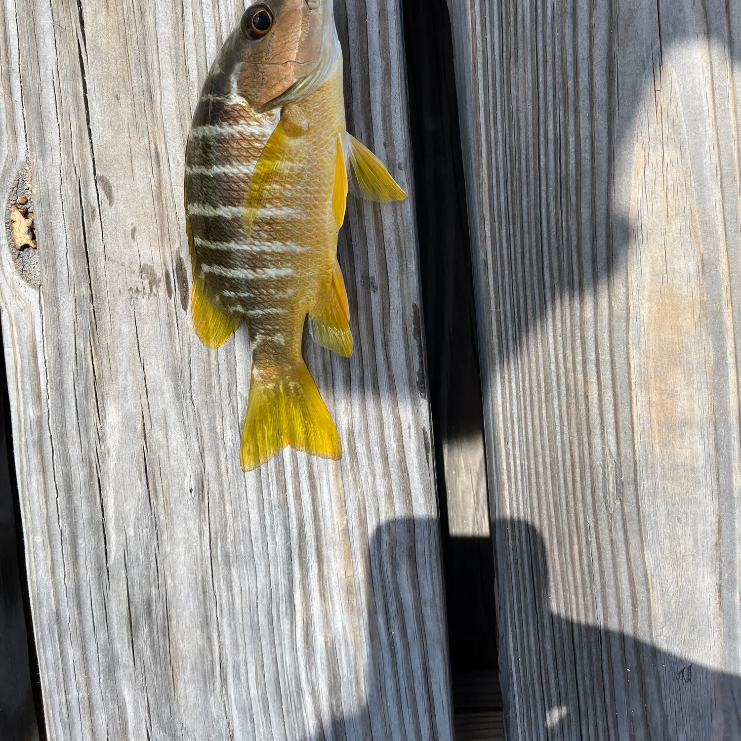 The most recent Schoolmaster snapper catches on Fishbrain
