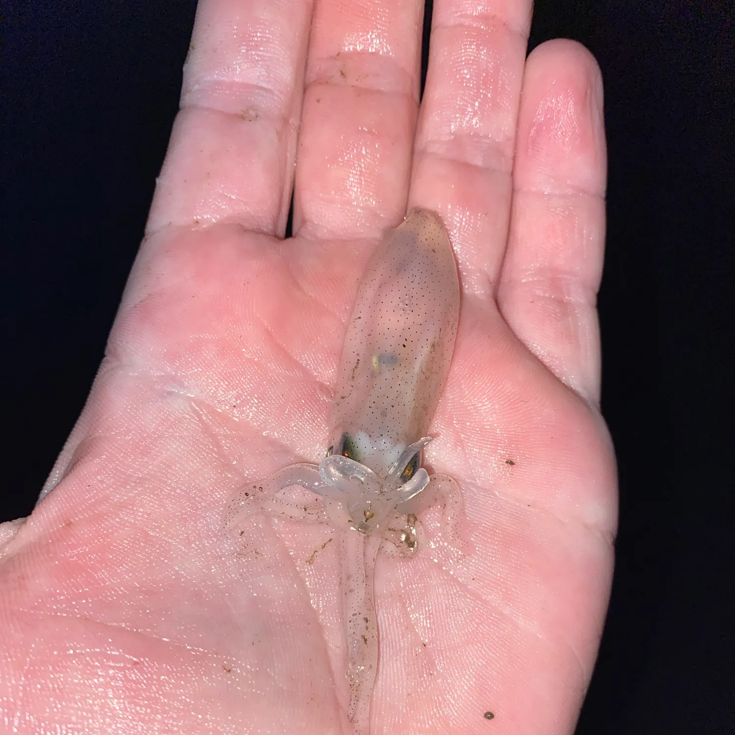 The most recent Bigfin reef squid catches on Fishbrain