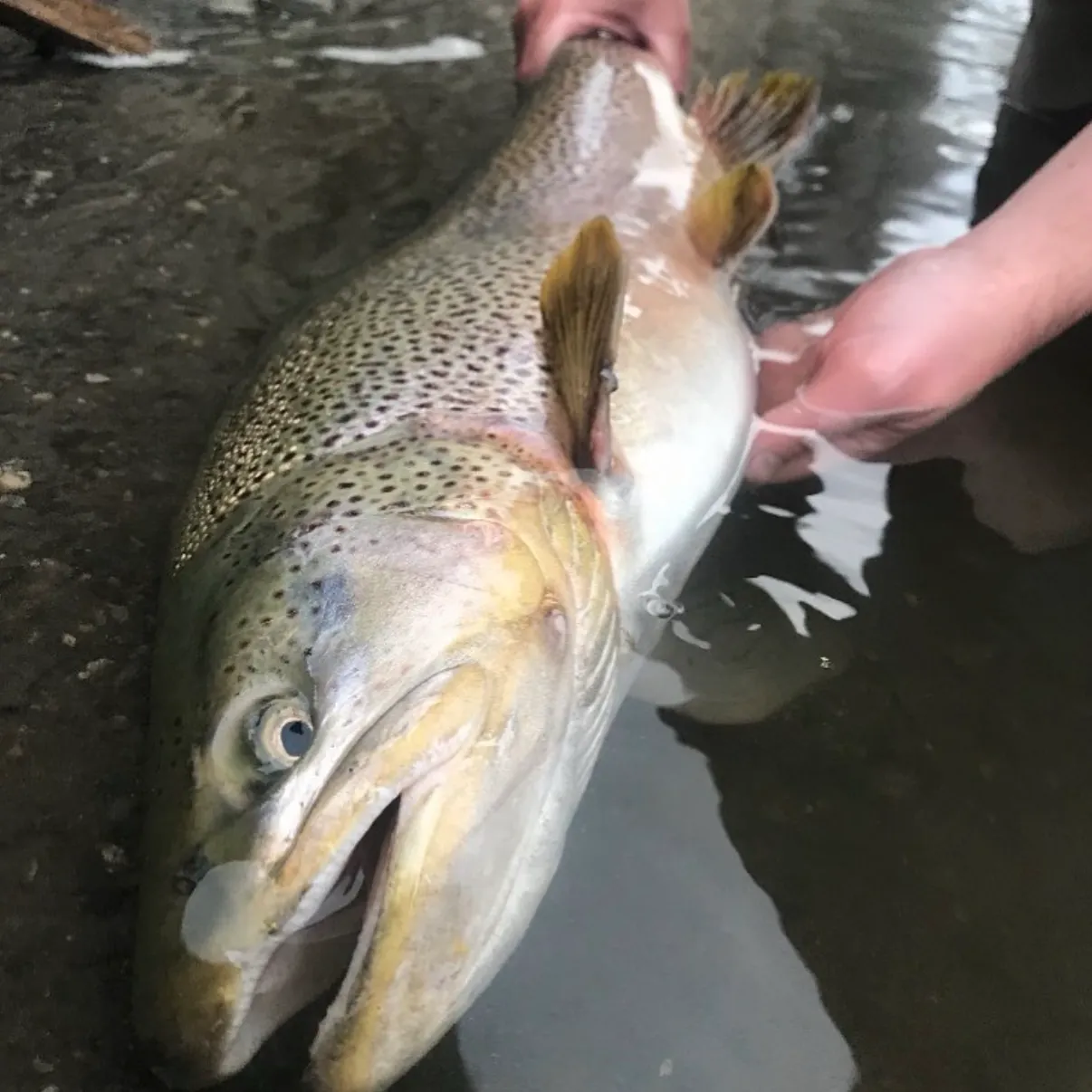 Brown trout caught on Fishbrain