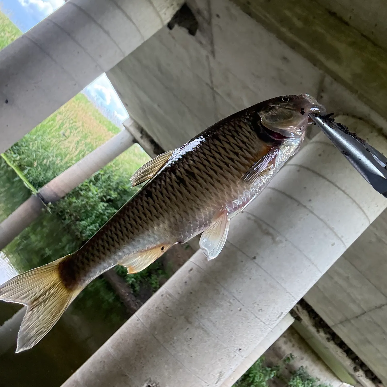 Common shiner caught on Fishbrain