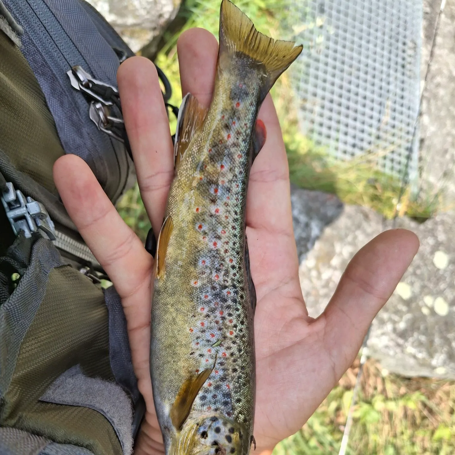 Brown trout caught on Fishbrain
