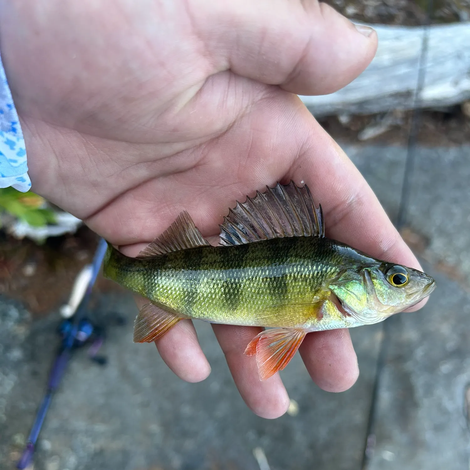 Yellow perch caught on Fishbrain