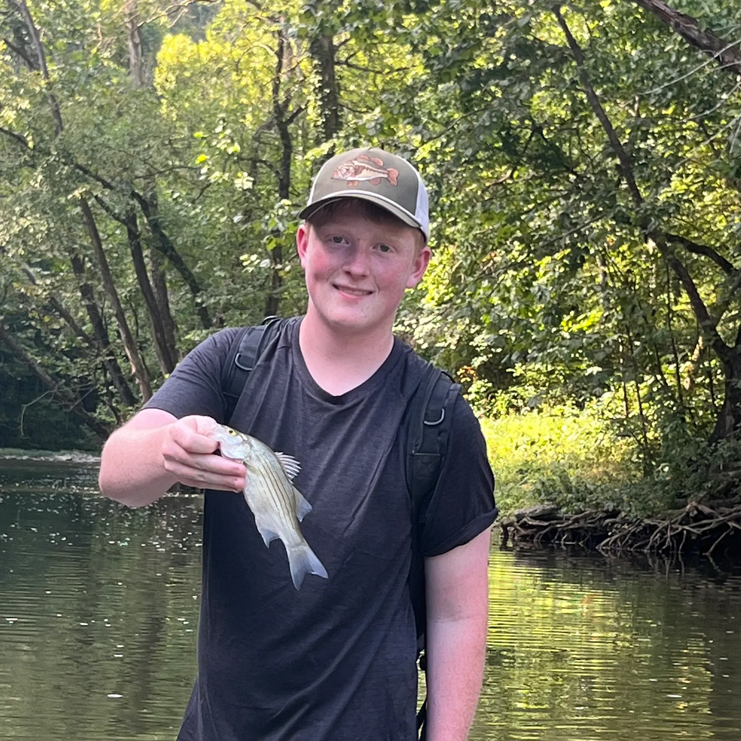 White bass caught on Fishbrain