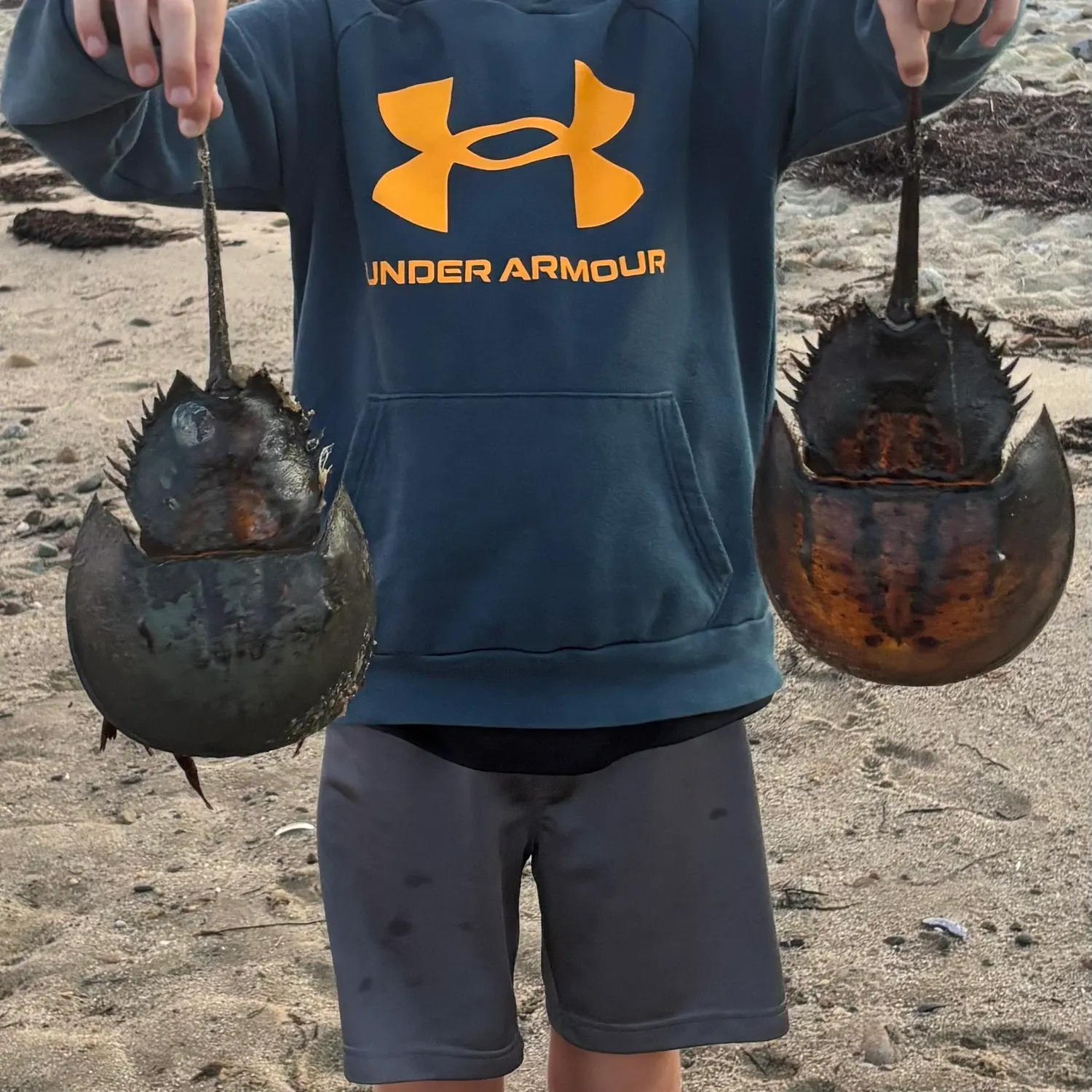 The most recent Atlantic horseshoe crab catches on Fishbrain