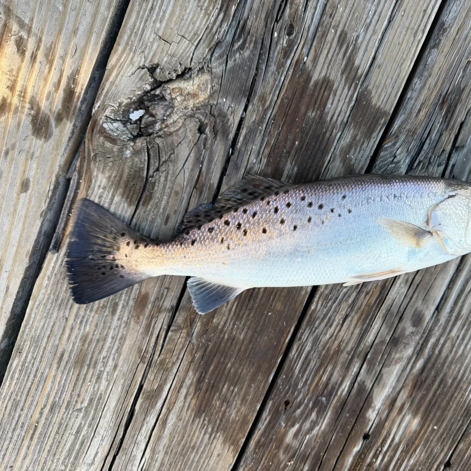 Spotted seatrout caught on Fishbrain