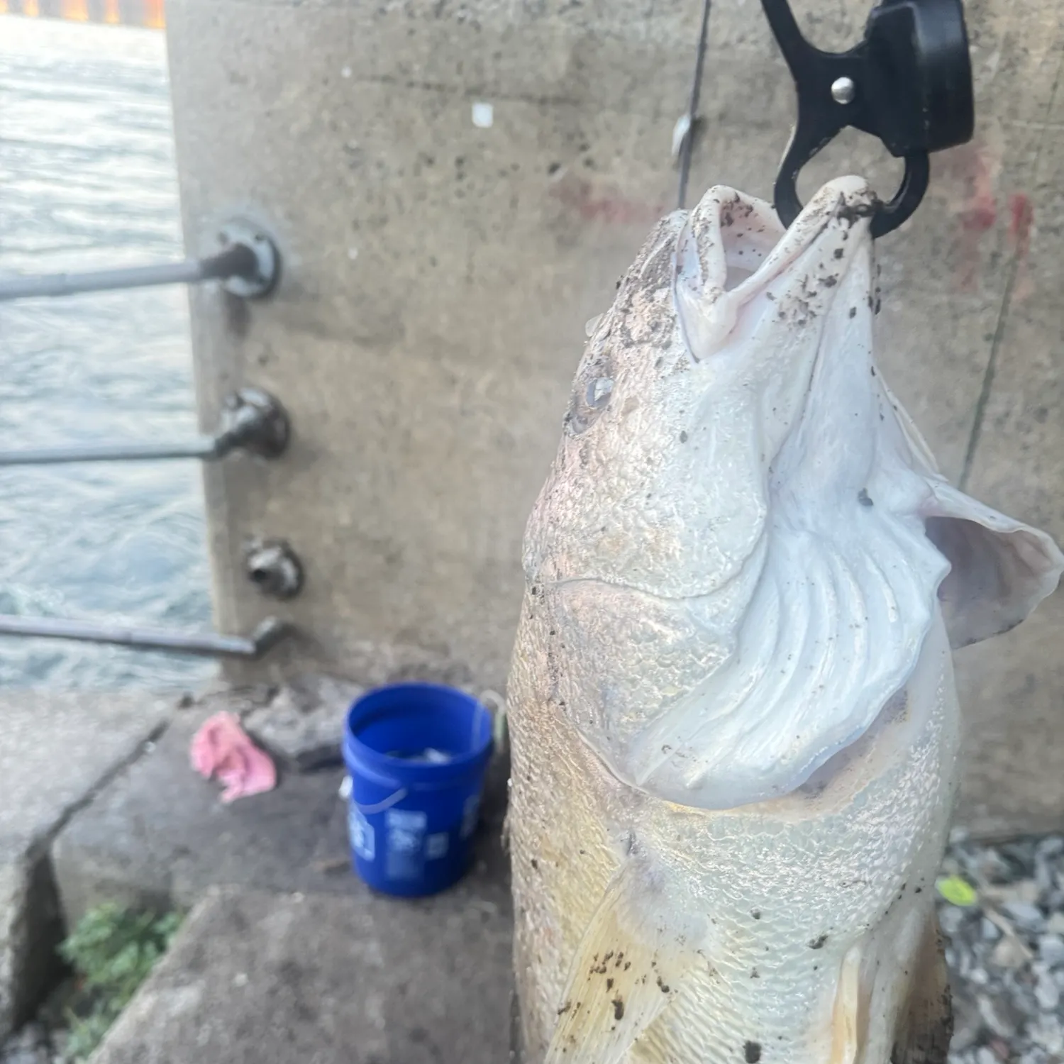 Freshwater drum caught on Fishbrain
