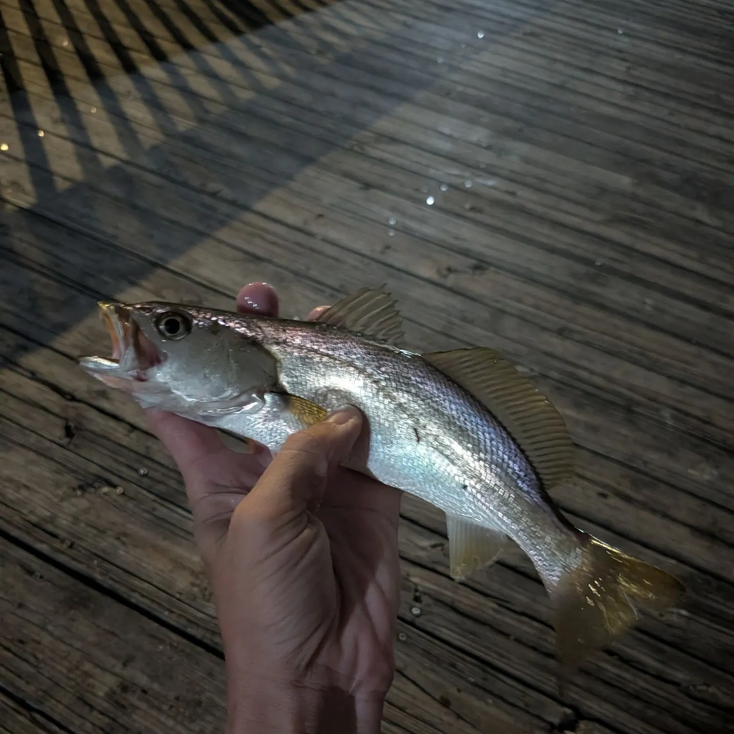The most recent Sand seatrout catches on Fishbrain