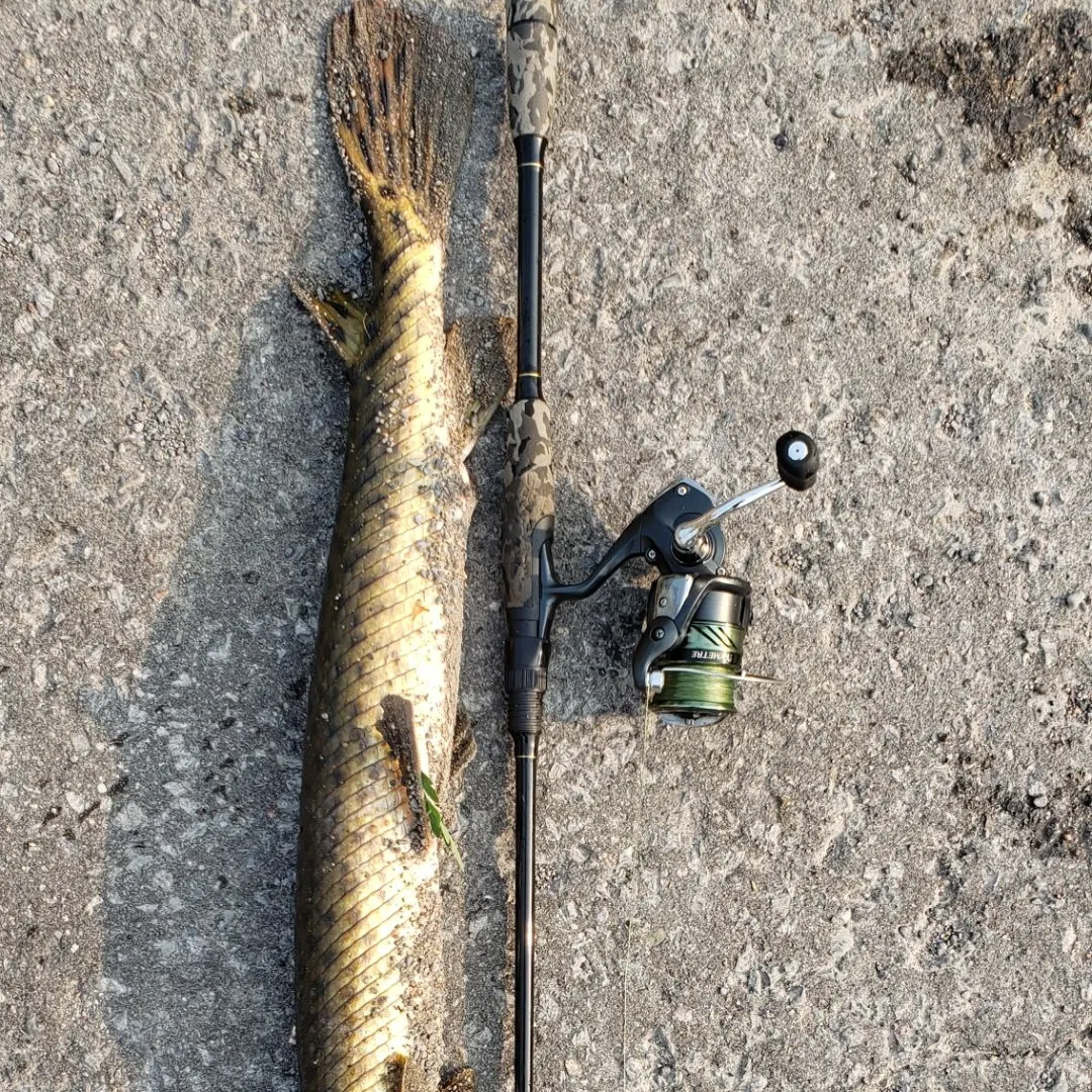 Longnose gar caught on Fishbrain