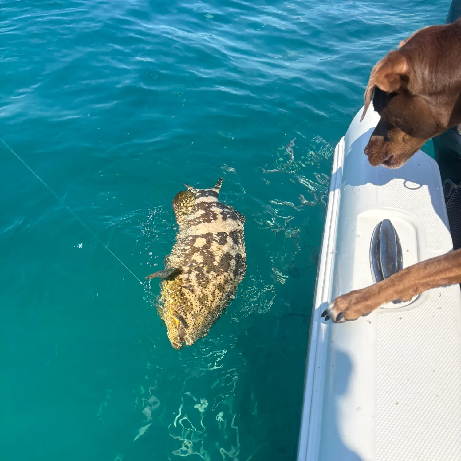 The most recent Atlantic goliath grouper catches on Fishbrain
