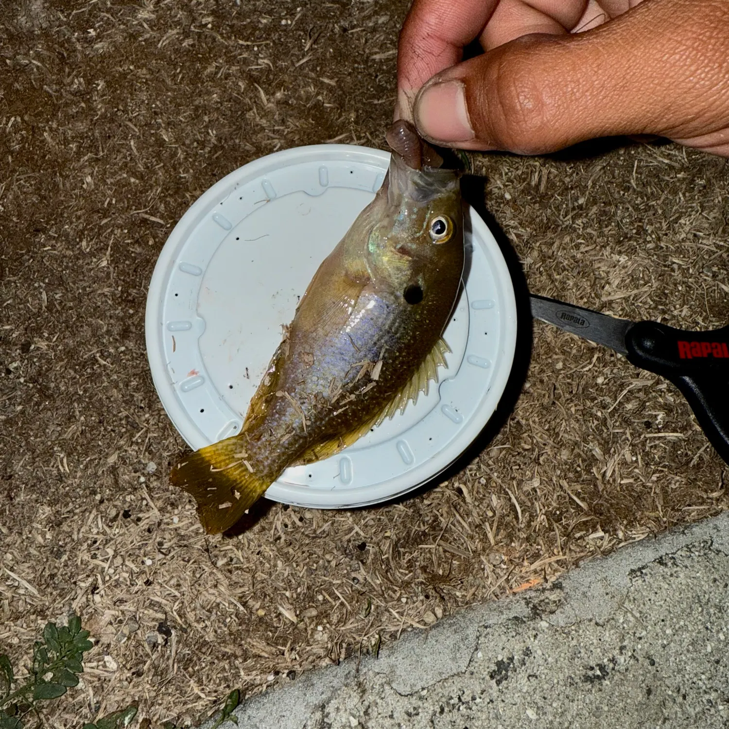 catch