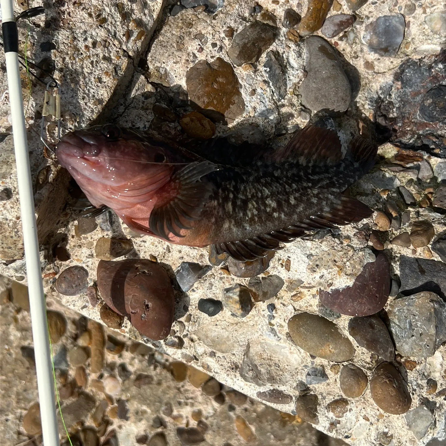 The most recent Hairy blenny catches on Fishbrain