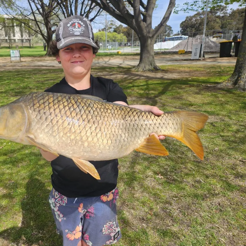 Common carp caught on Fishbrain