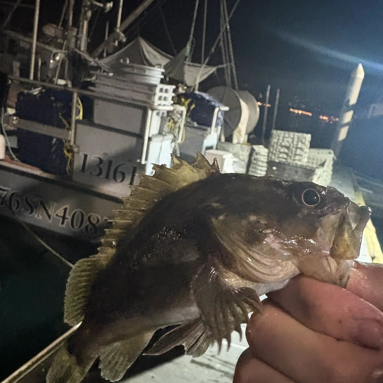 The most recent Grass rockfish catches on Fishbrain