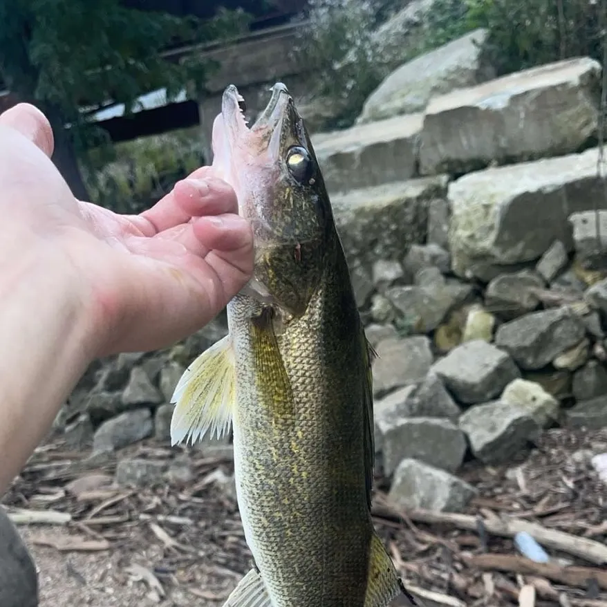 Walleye caught on Fishbrain