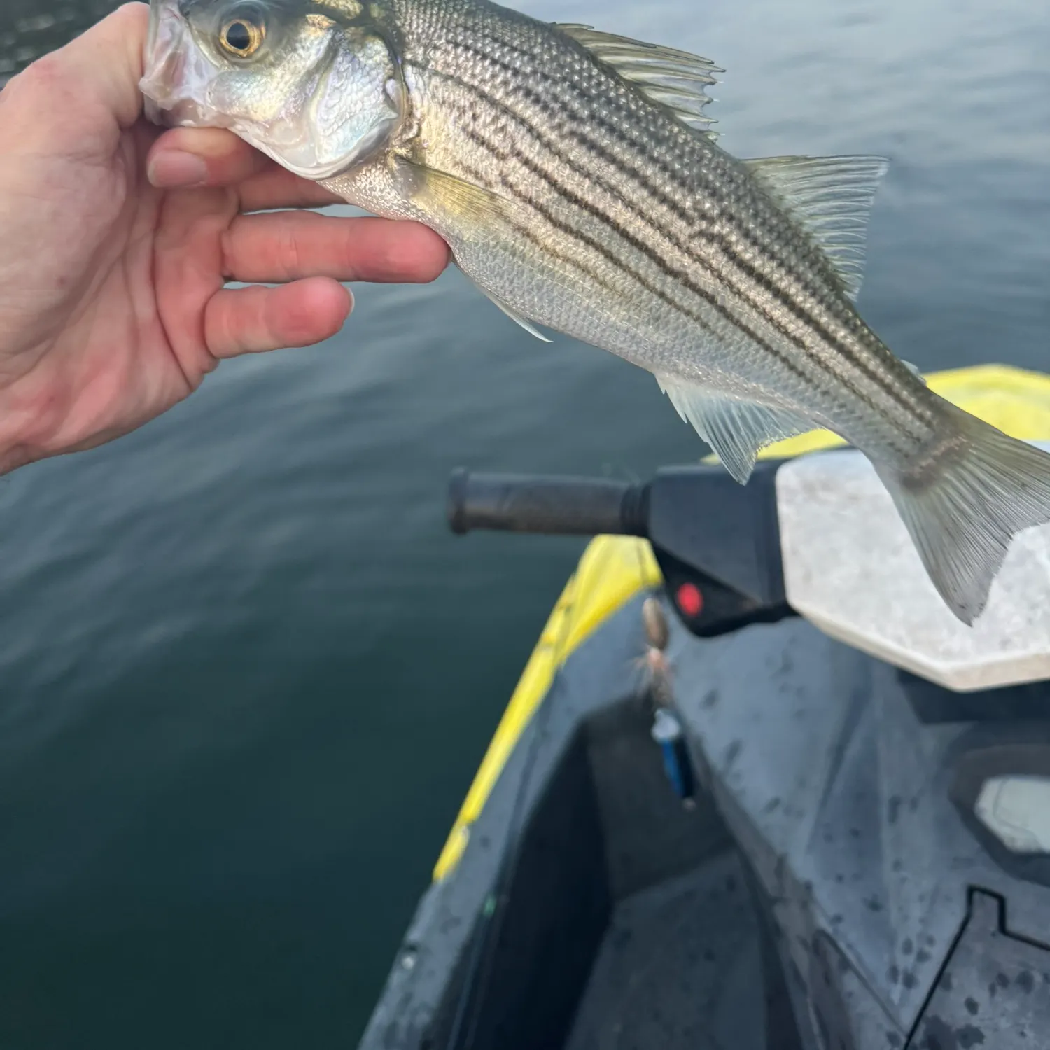 Striped bass caught on Fishbrain