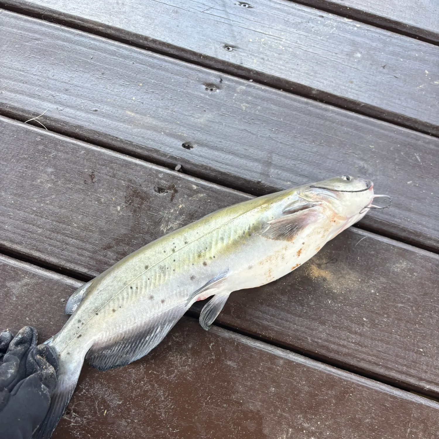 Channel catfish caught on Fishbrain
