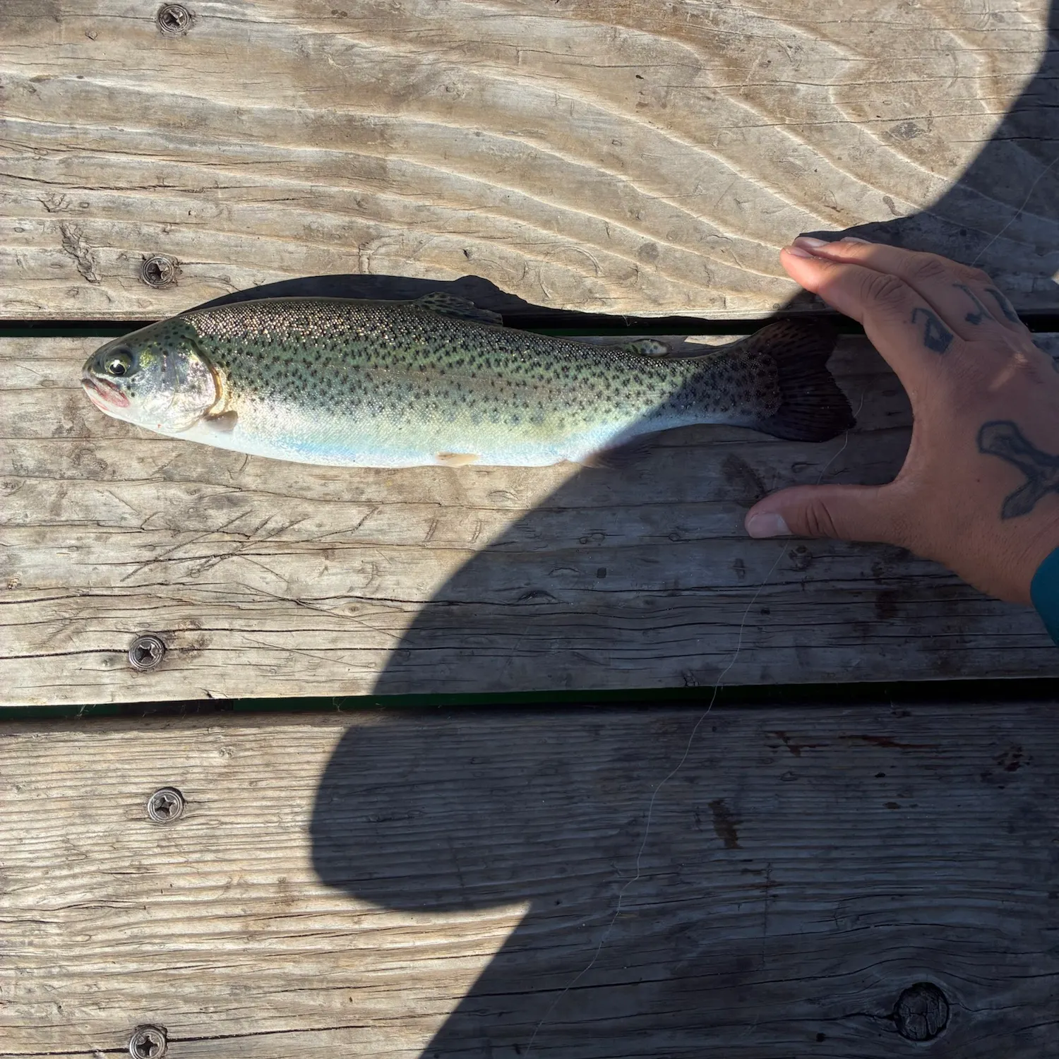 Rainbow trout caught on Fishbrain