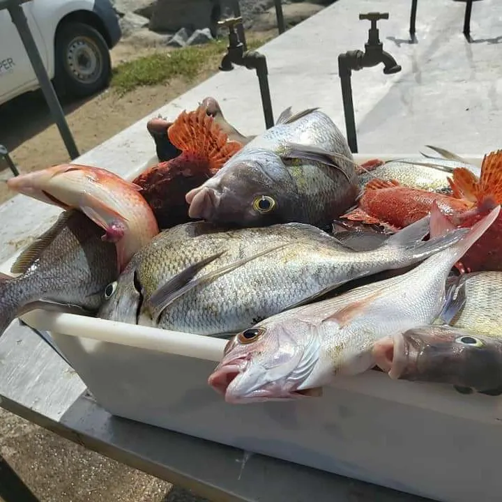 Australasian snapper caught on Fishbrain