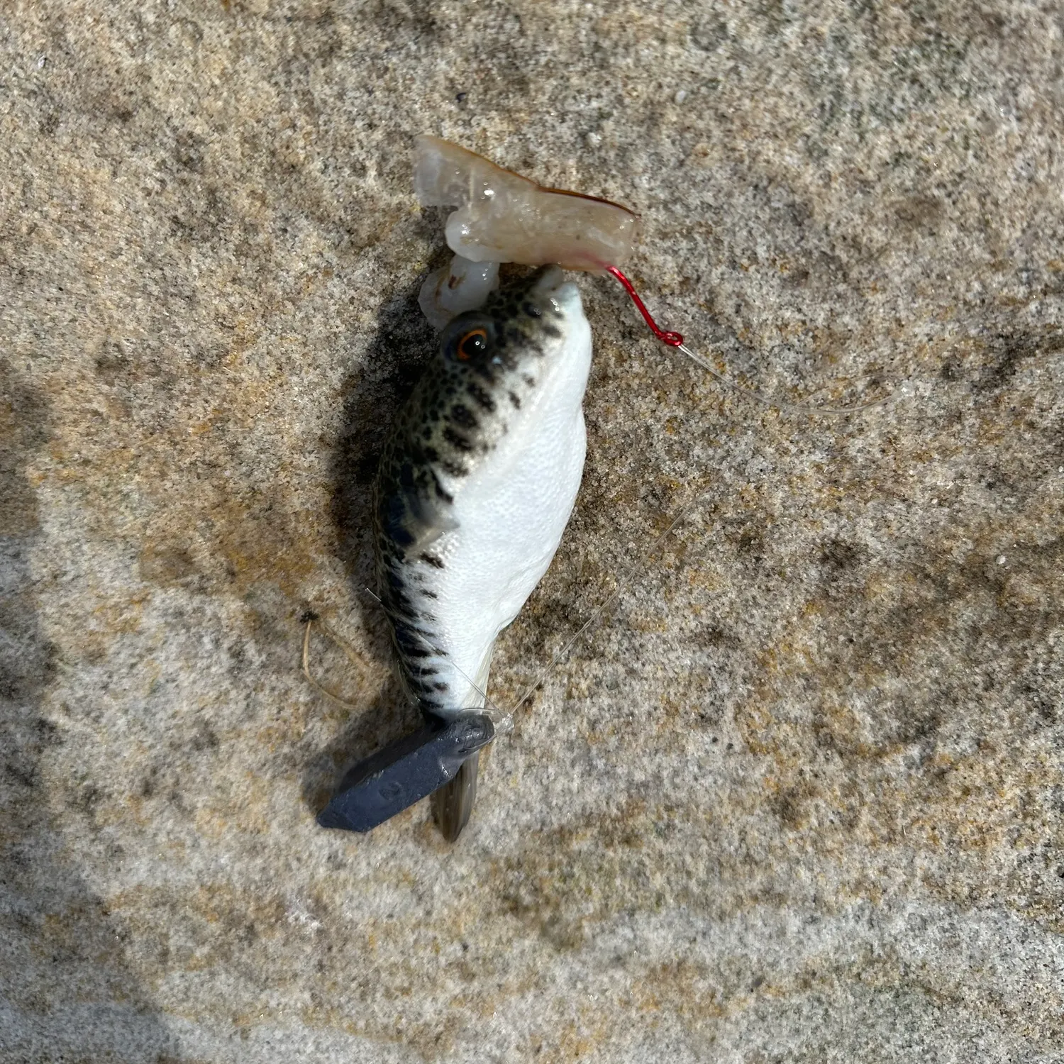 The most recent Shōsai pufferfish catches on Fishbrain