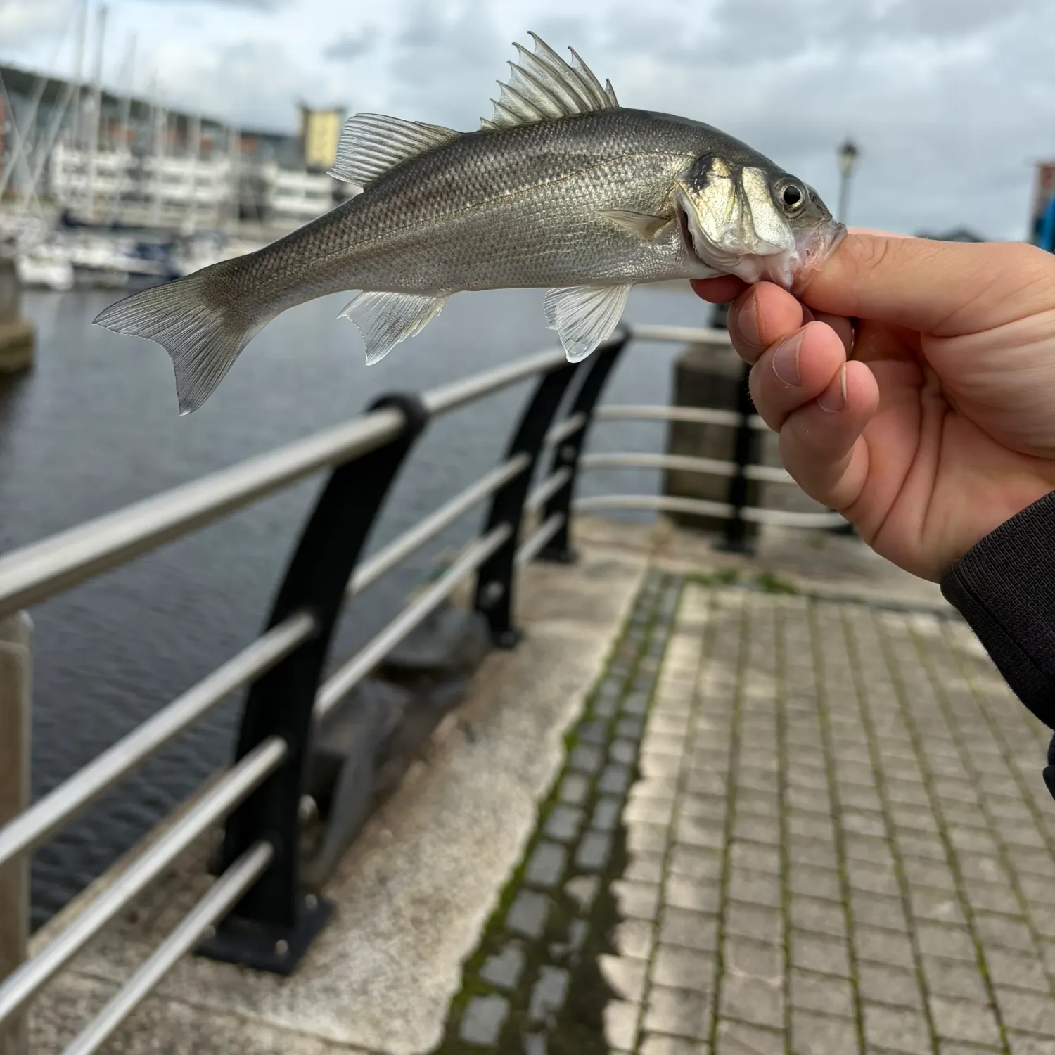 European seabass caught on Fishbrain