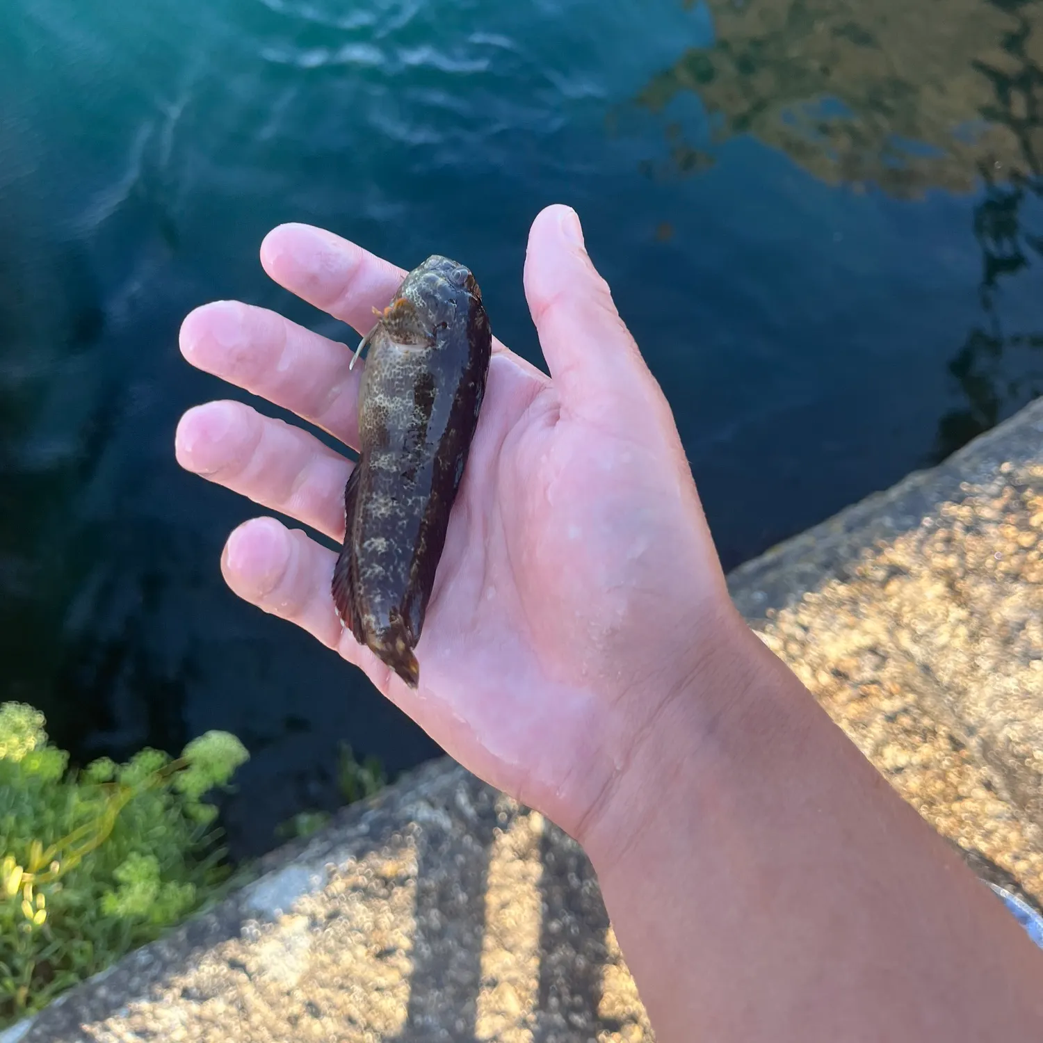 The most recent Montagu's blenny catches on Fishbrain