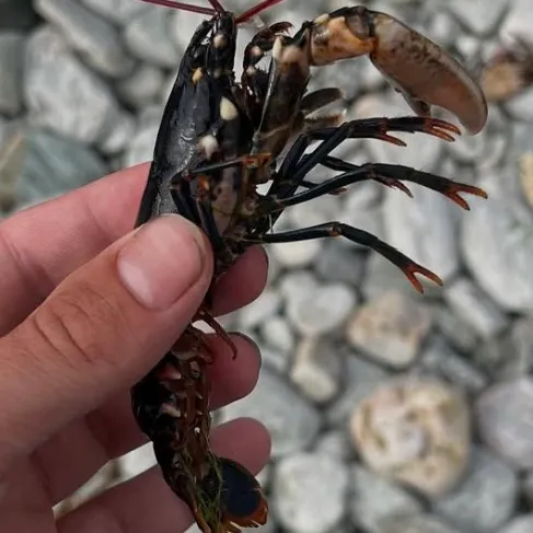The most recent American lobster catches on Fishbrain