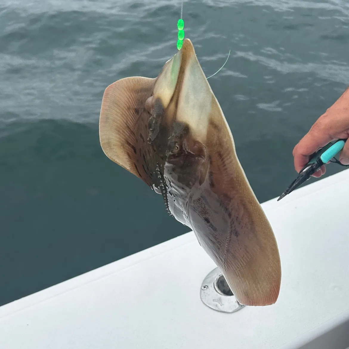The most recent Blue skate catches on Fishbrain