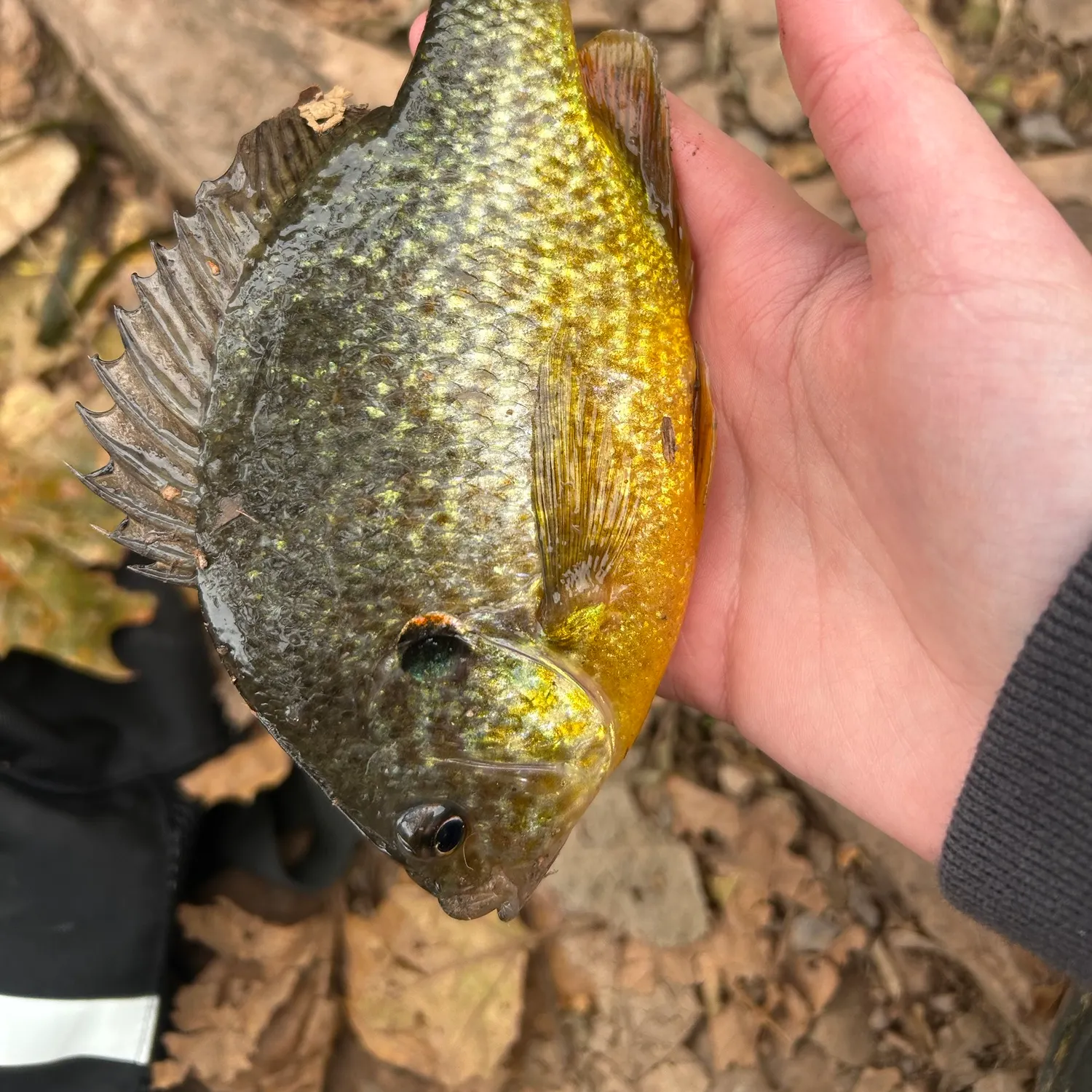 Pumpkinseed caught on Fishbrain