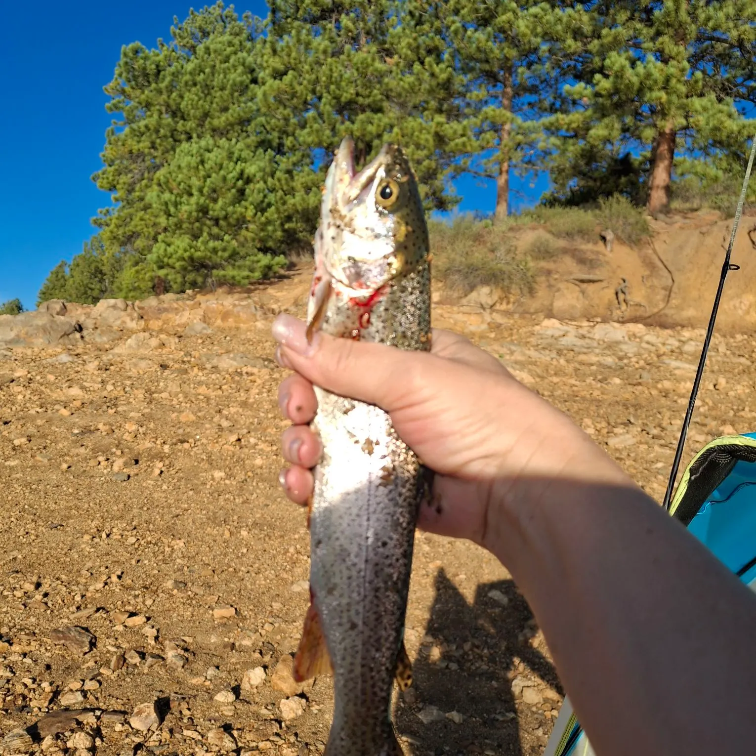 Rainbow trout caught on Fishbrain