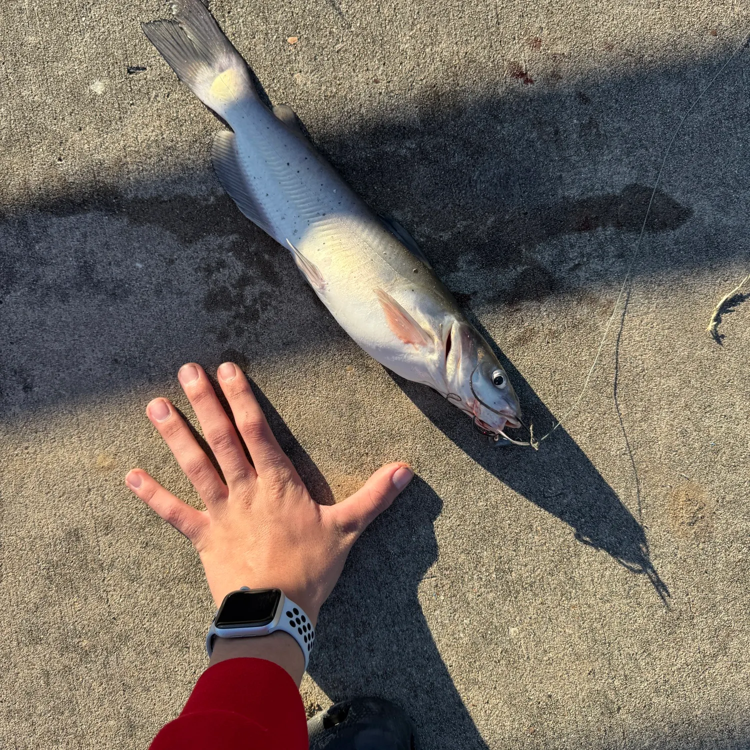 recently logged catches