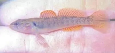 Slabrock darter