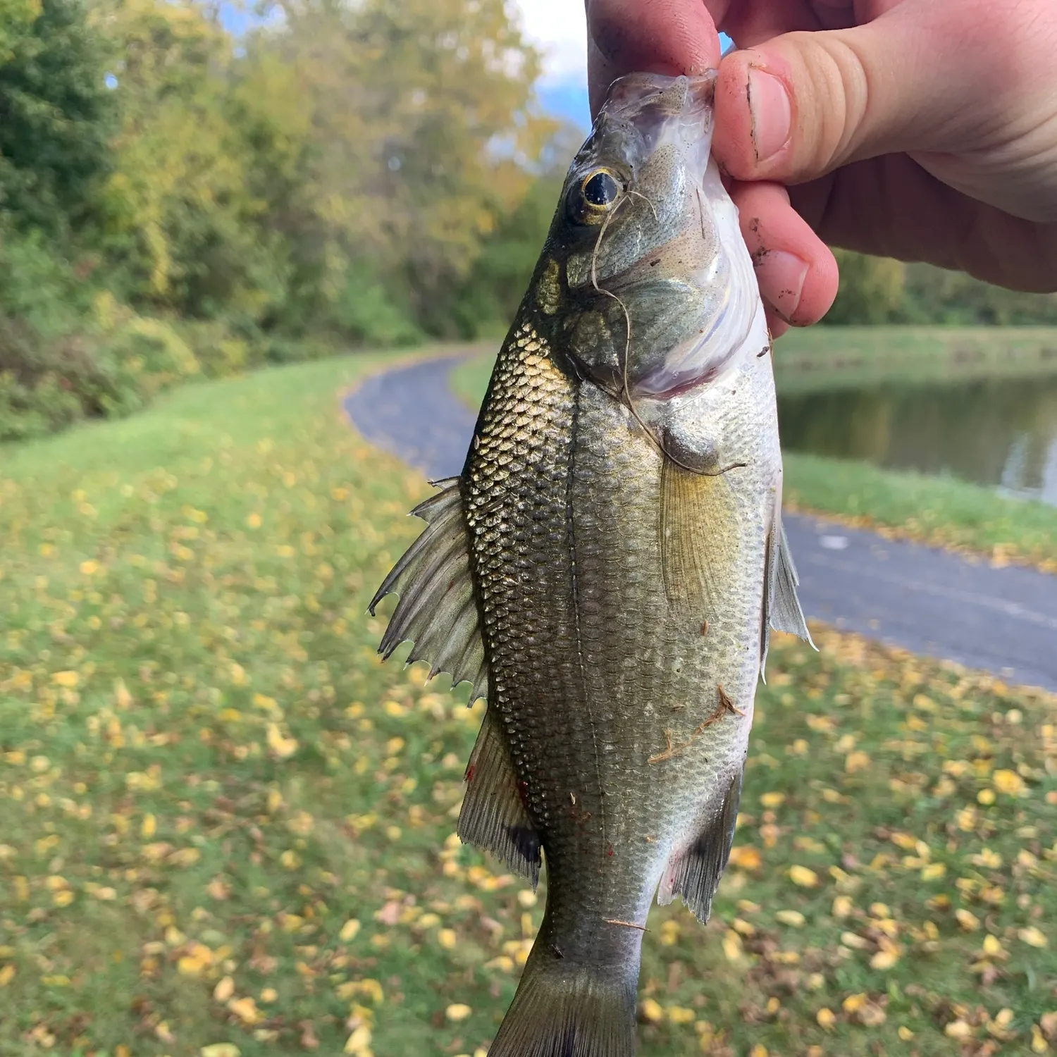 Fish caught on Fishbrain