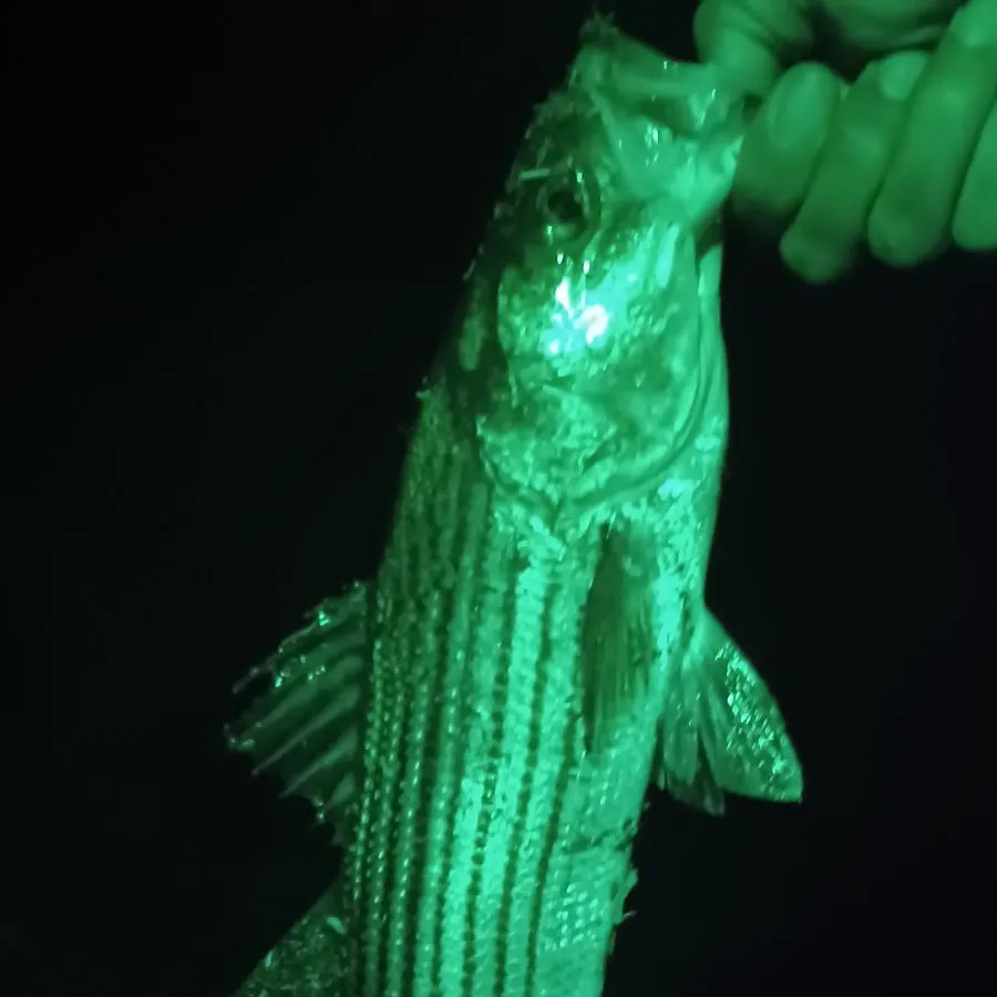 Striped bass caught on Fishbrain