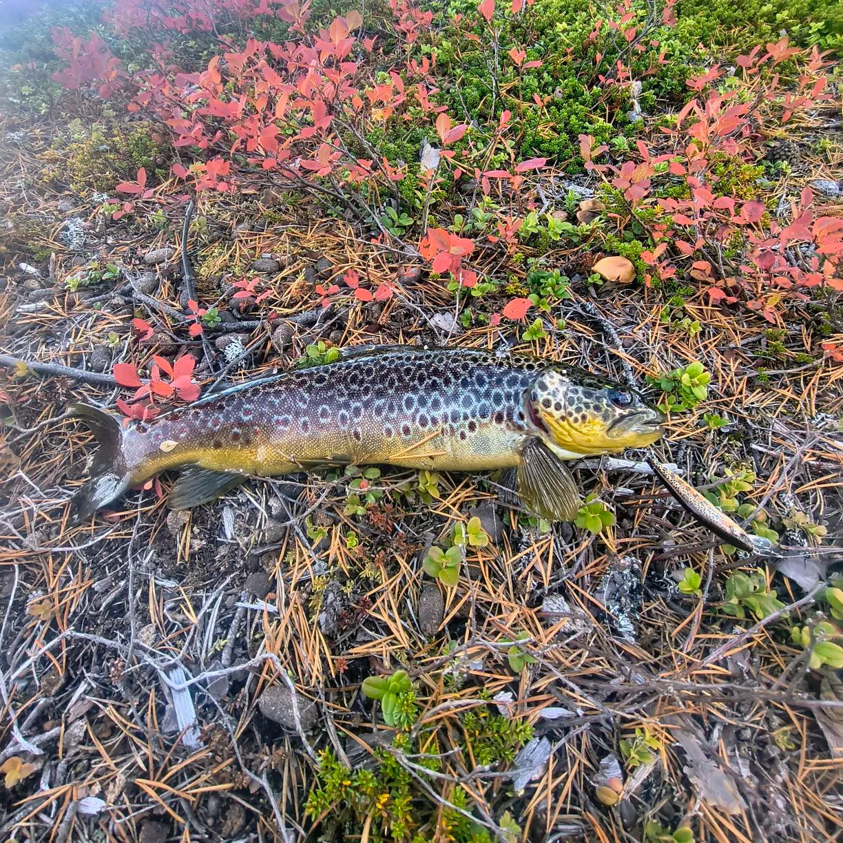 Brown trout caught on Fishbrain